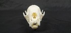 Real Fisher Skull Beetle Cleaned Taxidermy Art