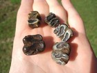 5 Extinct Manatee Teeth Florida Fossils Ice Age Jaw Bones Tooth Skull Skeleton  