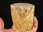 Nice Bark  225 Million Year Old  Polished Petrified Wood Fossil Madagascar 352gr