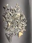 Group Of Fossil Shark Teeth Including Megalodon Tooth Swfl