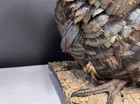 Stunning Trophy  Wild Jake Turkey Taxidermy Mount On Wood Hunting Bird 32x17x13