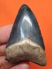 Megalodon Shark Tooth - Real - 2 36  - Bone Valley Shark Teeth - No Repairs