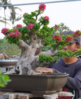 Live Tree Bougenvillea Bonsai Tree   Medium    005 