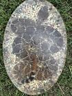 100  Genuine Diamondback Rattlesnake Taxidermy Snake In Resin Very Rare