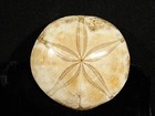 Polished 150 Million Year Old  Sand Dollar Fossil 100  Natural Madagascar 91 5gr