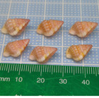 Shell From Japan Art Craft Shells Of Okinawa