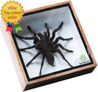 Real Spider Tarantula Taxidermy Mounted Specimen Insect Framed Insect