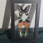 Real Butterfly Wood Framed Insect Taxidermy Display Collection Wall Decor