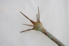 Vtg Copper Lightning Rod 5 Point 3 Pcs Slip W Rod Complete Finial Barn House 44 
