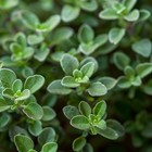 Thyme Seeds  Thymus Vulgaris  Heirloom  Non-gmo  Medicinal  Herb  Free Shipping