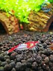 10 1 Red Rili - Freshwater Neocaridina Aquarium Shrimp  Live Guarantee