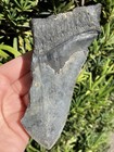 Natural Beautiful 4 97    Megalodon Tooth Fossil Shark Teeth