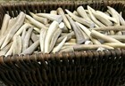 Deer elk Antler Tips -  12  Pack  2 5 - 3  Clean Toggles -perfect For Crafters 