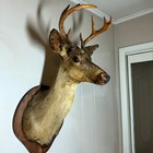 8-point Whitetail Deer Mount