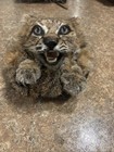 Taxidermy Open Mouth Summer Phase Bobcat Scottish Sporran