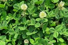White Clover Seeds For Planting  Certified Organic Cover Crop Bulk Seed Packet