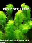 Myrio Green Buy2get1free Planted Tank Aquarium Live Plant Planted Tank Aquascape