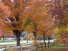 Japanese Zelkova  Zelkova Serrata  Tree Seeds  fast  Hardy  Fall Colors 