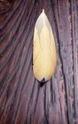 Vintage 1990 s Glen Bordelon Artist Hand Carved Wood Pheasant Feather Pin   Broo