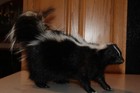 New Striped Skunk Mount Taxidermy Whitetail Deer Antler Log Cabin Decor Badger