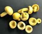 Vintage Handmade Mushrooms Art Sculpture Realistic Fake Faux Food Lot Caps Retro