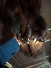 Beautiful Wolverine Pelt With Paws
