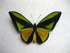      Birdwing Butterflies Entomology Ornithoptera Goliath Samson   Pair  m f   