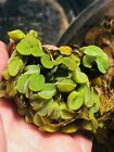 5 Salvinia Minima Live Floating Aquatic Plant Freshwater Aquarium   Pond Plants