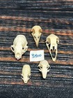 Real 5 Lot Animal Skulls Chicken Ermine Mink Squirrel Mount Craft Unique Art