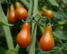 Tomato Pear  Red Or Yellow   25 Seeds   Heirloom   Non Gmo  Organically Grown Mn