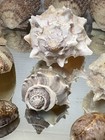 Sea Shell Collection Beautiful Beach Found Shells   Crafts - Decor Conch Shells