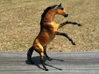Peter Stone Buckskin Tiger Brindle Rearing Mustang  Model Horse