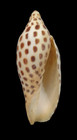 Shell Scaphella Junonia Florida 85 0 Mm