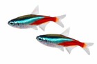6 Pack Live Neon Tetra Freshwater Aquarium Fish - Hardy   Vibrant Schooling Fish
