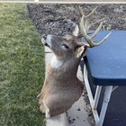 8 Point Whitetail Deer Shoulder Taxidermy Mount - Real Buck Head   Antlers