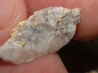 Gold Quartz Specimen 2 04 Grams California Gold And Quartz