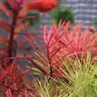 Ludwigia Brevipes Needle Leaf Repens   Aquarium Plants Factory  