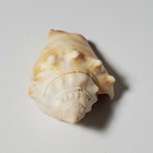 Old Beautiful Sea Shell Approx 3  Long