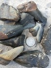 10 Pounds Of Megalodon Teeth Fossils -damaged  Broken Meg Teeth