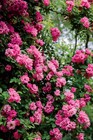 Peggy Martin Rose Cutting         6  10 Inch Cuttings       