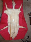 Tanned Super Sized  Coyote Pelt With Feet  Thick Winter Fur