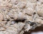 Double Pisocrinus Silurian Crinoid Fossils Indiana Massie Shale