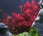  Rotala Indicia Red Live Aquarium Plant Aquatic Planted Tank Buy2 Get1 Free