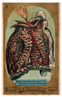 1883 A p Tea   Coffee Comical Anthropomorphic Owls Set Of 6 F133