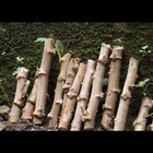 Cassava Plant Cutting Fresh  5inch  Stem Root Manioc 100  Germinate Cutting 6 pc