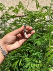 Colmillo De Coyote Con Piedra Turquesa En Plata 925 Talism  n Suerte Y Protecci  n