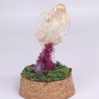 Real American Mink Skull - Dome Display - Neogale Vison - American Sourced