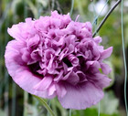 Poppy Purple Frilly Breadseed Large Pods Reseeds Pollinators Organic 500 Seeds 