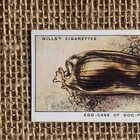 Egg Case Of Dog Fish The Sea Shore Series  5 1938 Wills Cigarette Tobacco Card