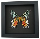 Real Framed Sunset Moth Urania Rhipheus Female Verso Taxidermy Moonlight Display